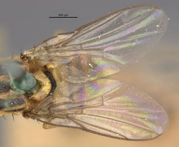 Media type: image;   Entomology 13357 Aspect: Wing, front